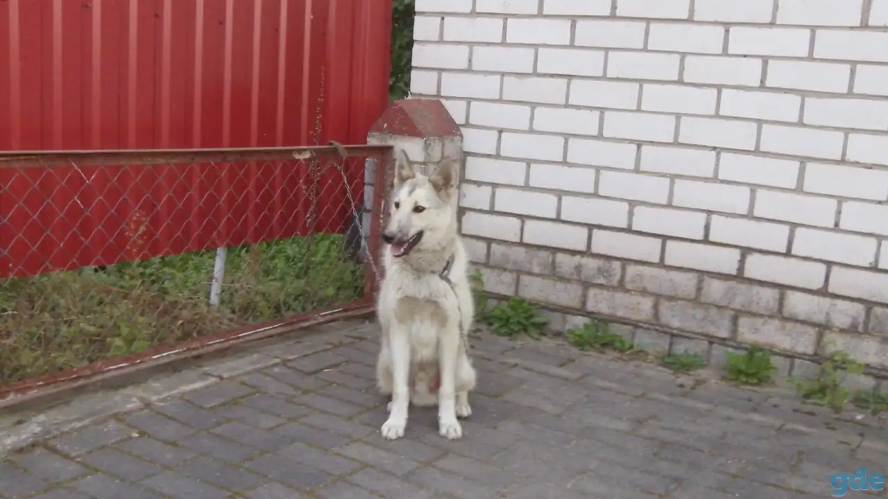 Продам ЗСЛ, фотография 2