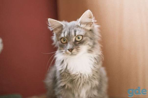 Котенок ищет дом, фотография 1
