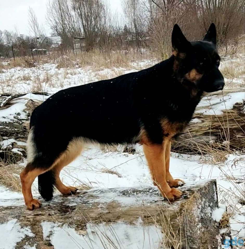 Продам щенков немецкой овчарки, фотография 6
