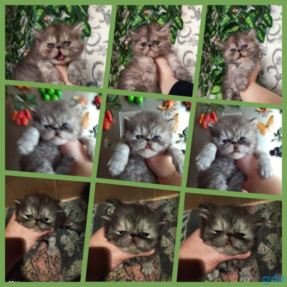 Персидские котята экстремального типа чистокровные.Персы.Котята., фотография 12