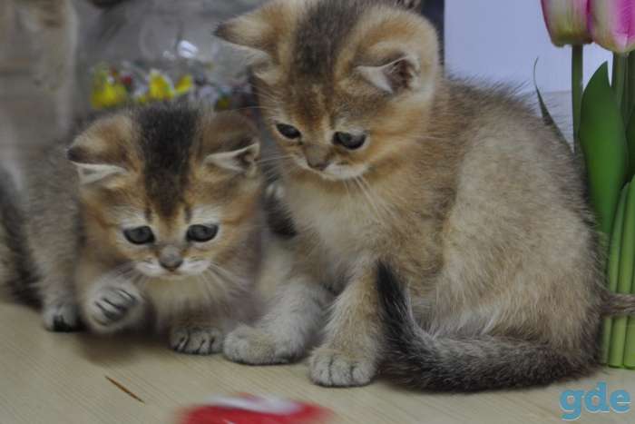 Шотладские котята, фотография 1