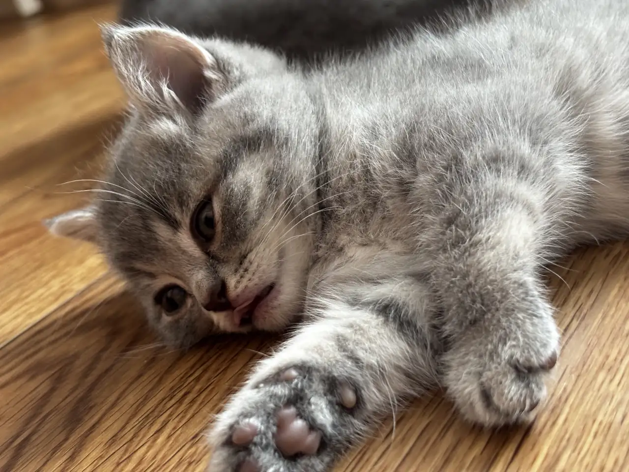 Котята шотландские, фотография 10