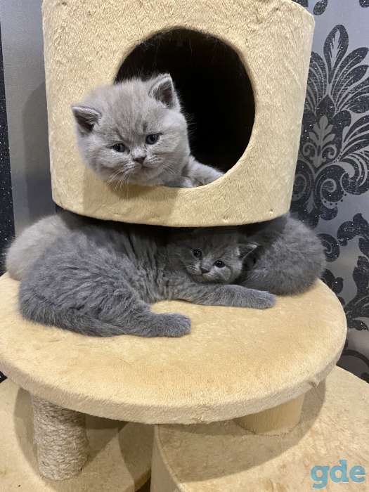 Продам шикарных британских котят, фотография 1