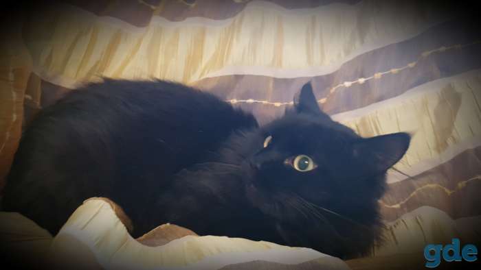 Котик в дар., фотография 2