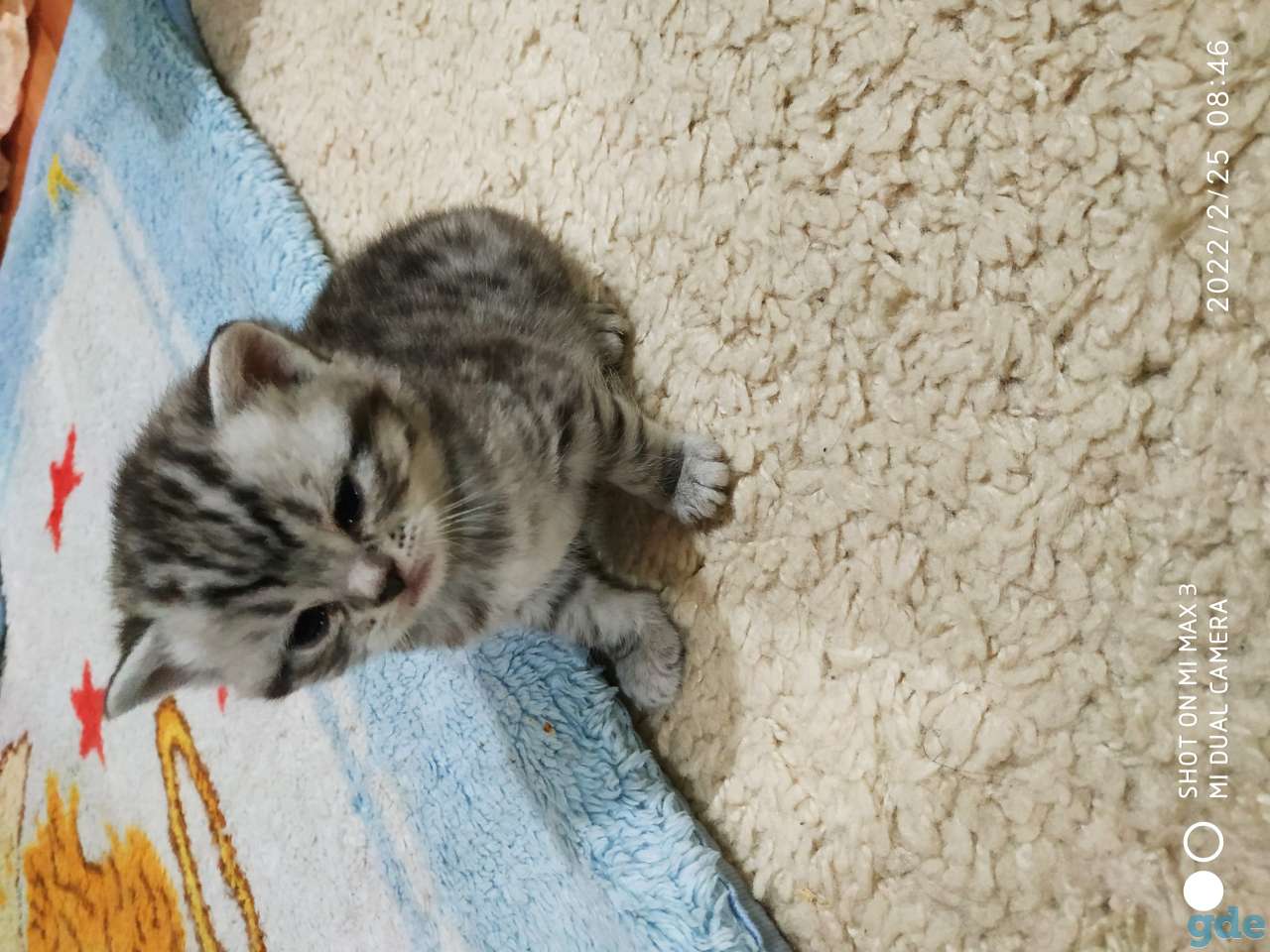 Шотландские котята, фотография 4