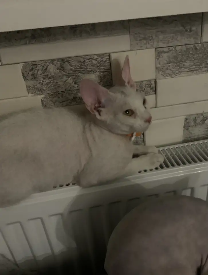 Котенок сфинкса браш арлекин 5 месяцев, фотография 2