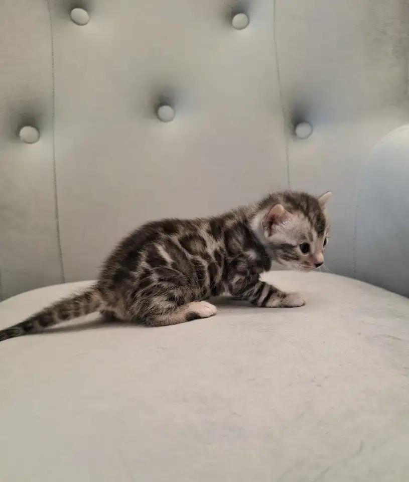 Бенгальские котята, фотография 1