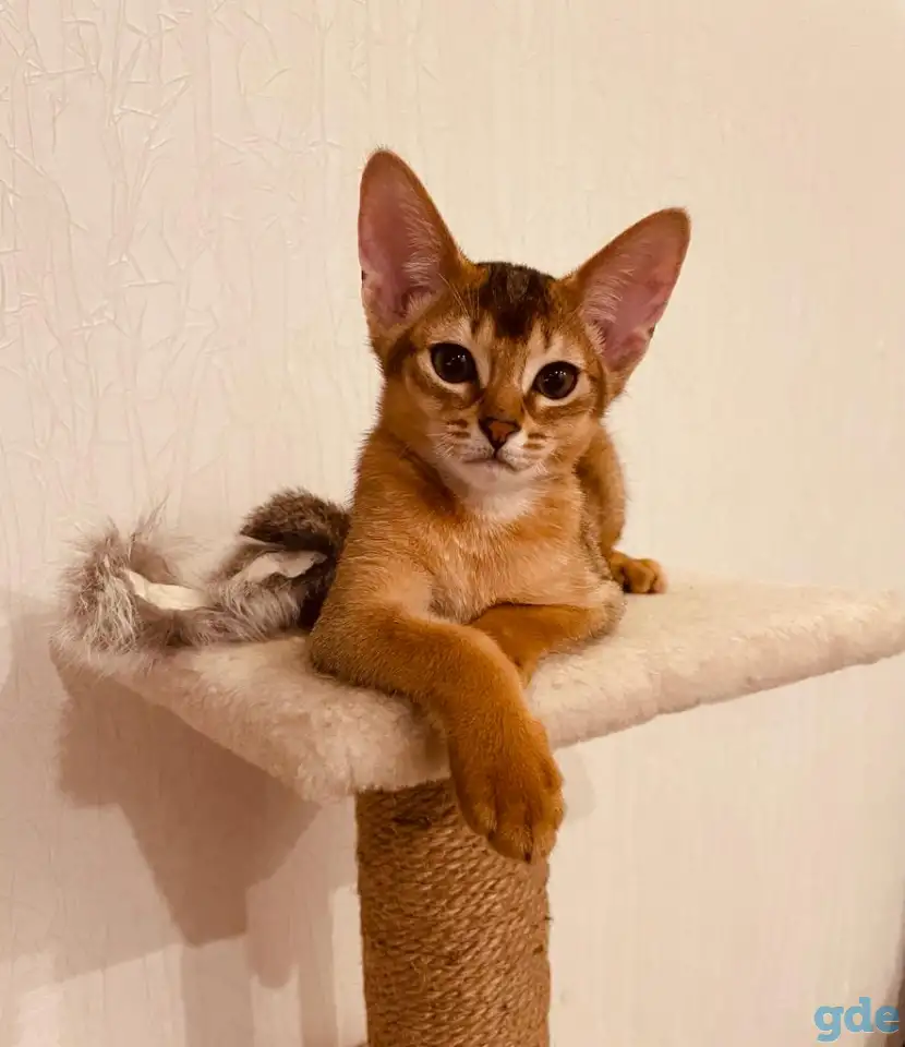 Абиссинские котята, фотография 1