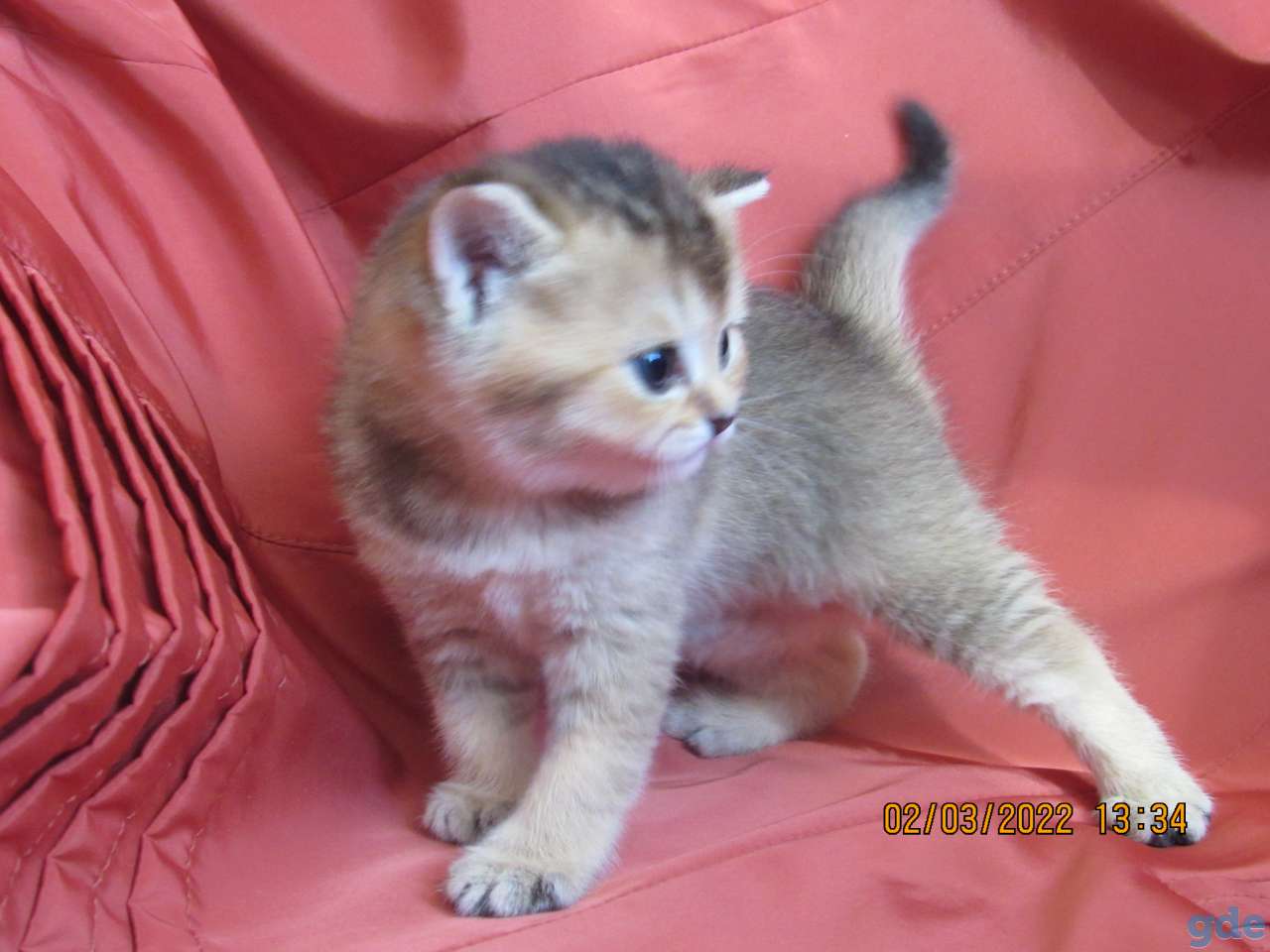 шотландские котята, фотография 10