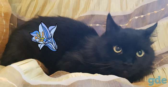Котик в дар., фотография 1