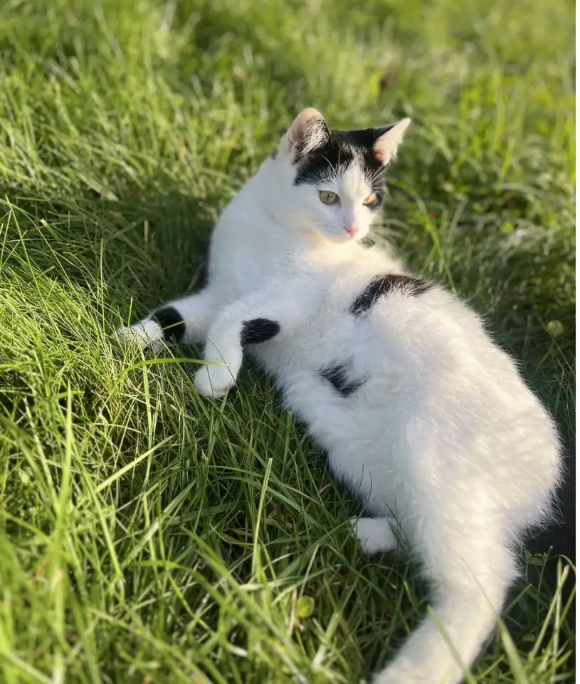 Котенок ищет дом!, фотография 5