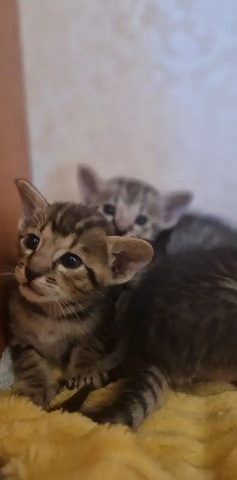 Ориентальные котята, фотография 5