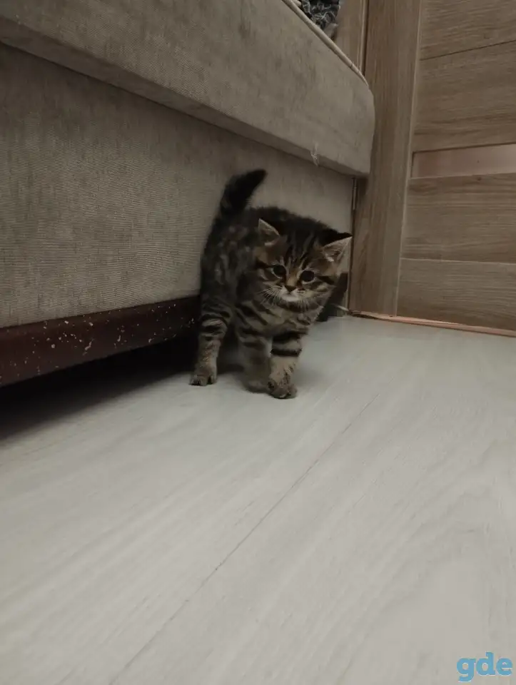 Шотландские котята, фотография 4
