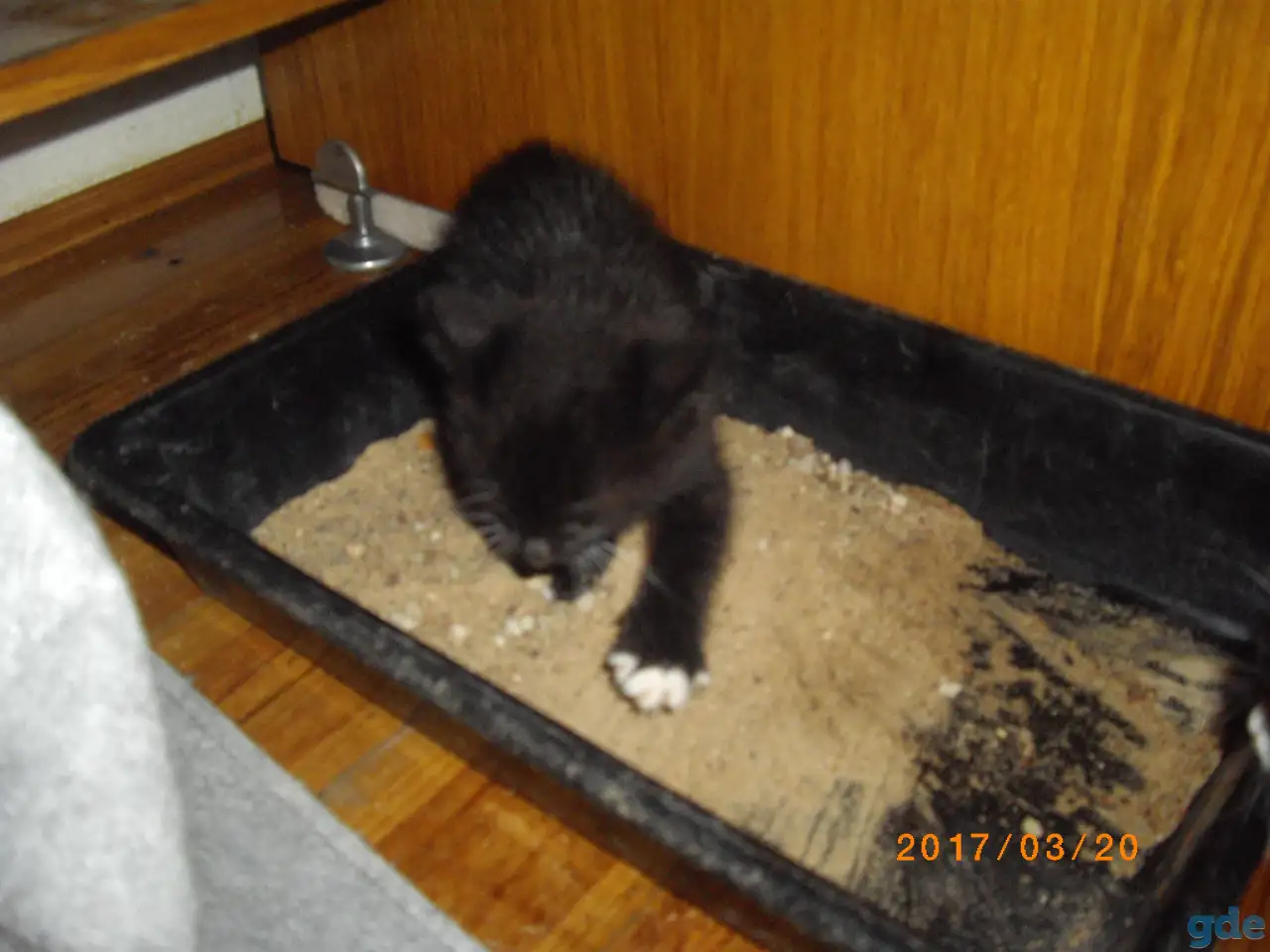 котята- метисы, фотография 3