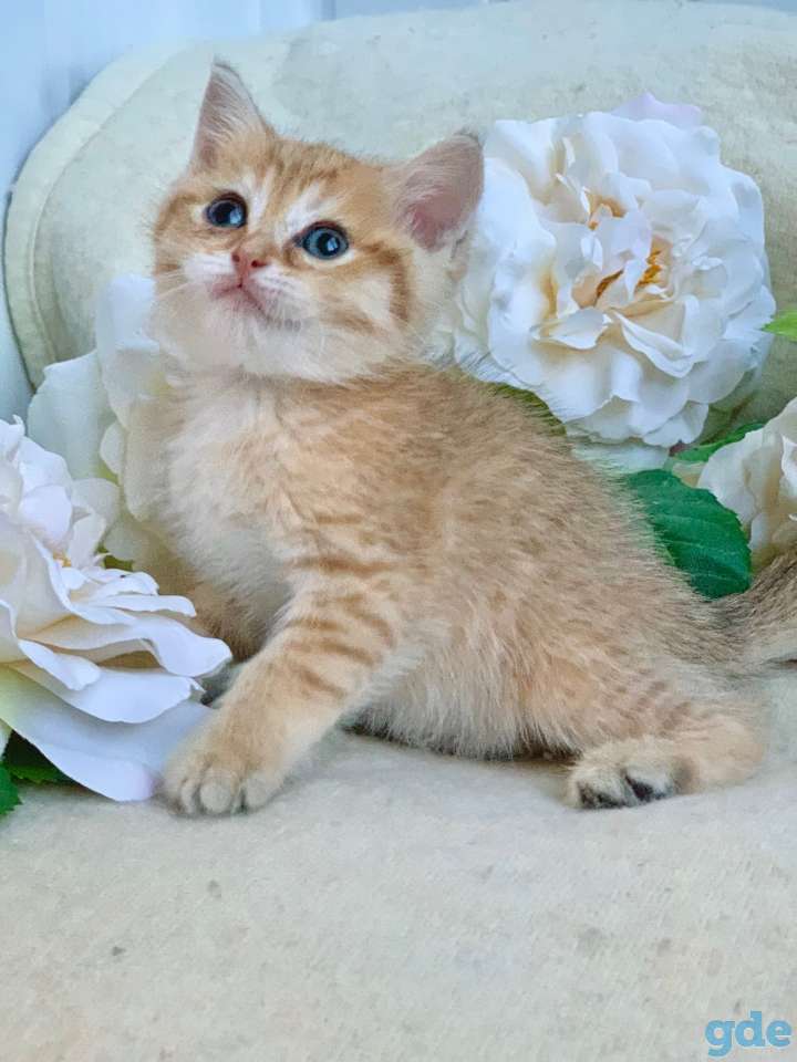 ЗОЛОТАЯ ШИНШИЛЛА шотландские котята, фотография 8