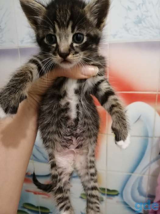 Котята в дар, фотография 5