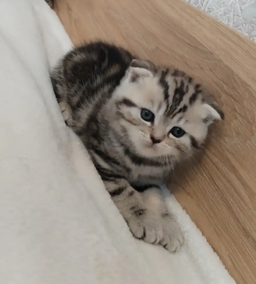 Котята шотландские., фотография 6