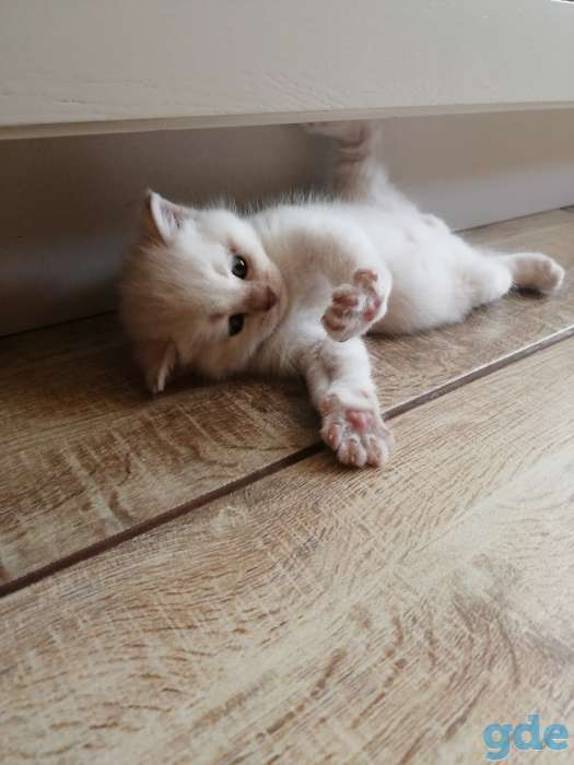 Продажа шотландского котенка, фотография 1