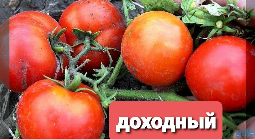 Рассада томатов, фотография 1