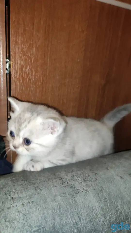 Шотландские чистокровные котята, фотография 8