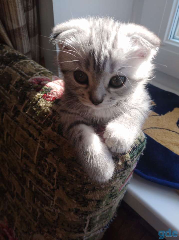 Продаю котят, фотография 3