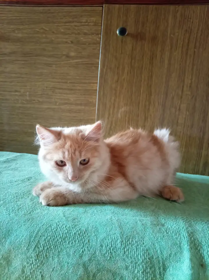 Ласковые, нежные котята в заботливые руки, фотография 3