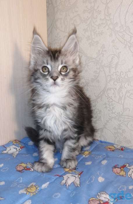 Продаются очаровательные котята Мейн-кун., фотография 3