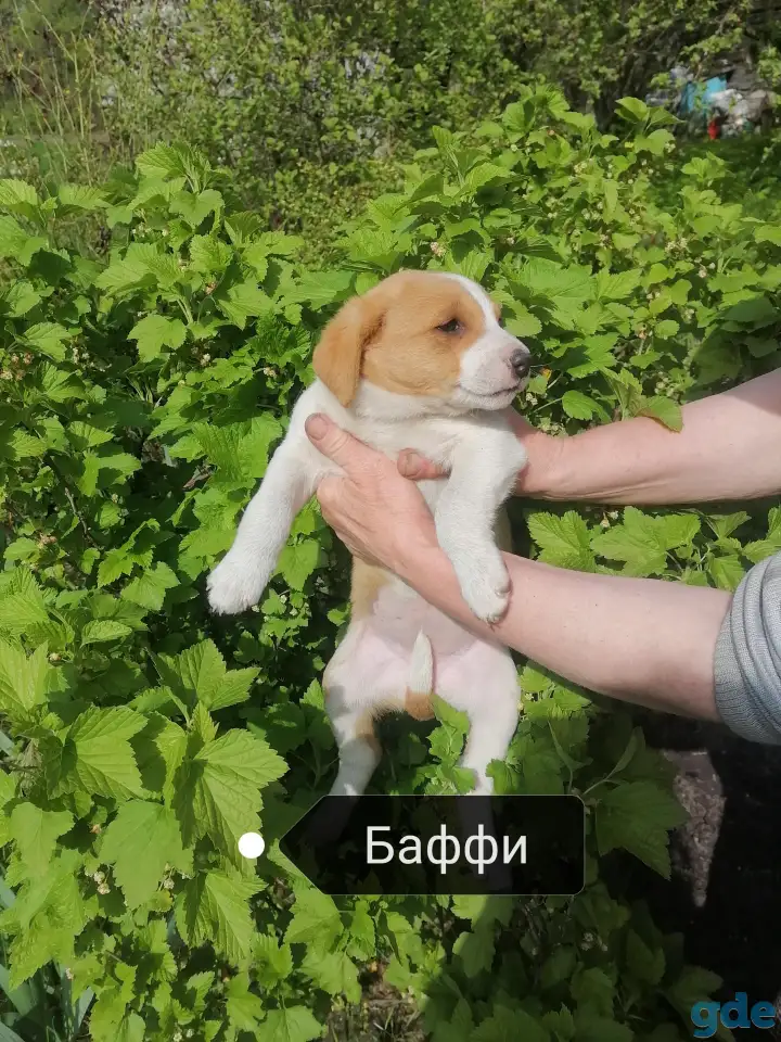Отдам щенят (девочки) в хорошие руки, фотография 2
