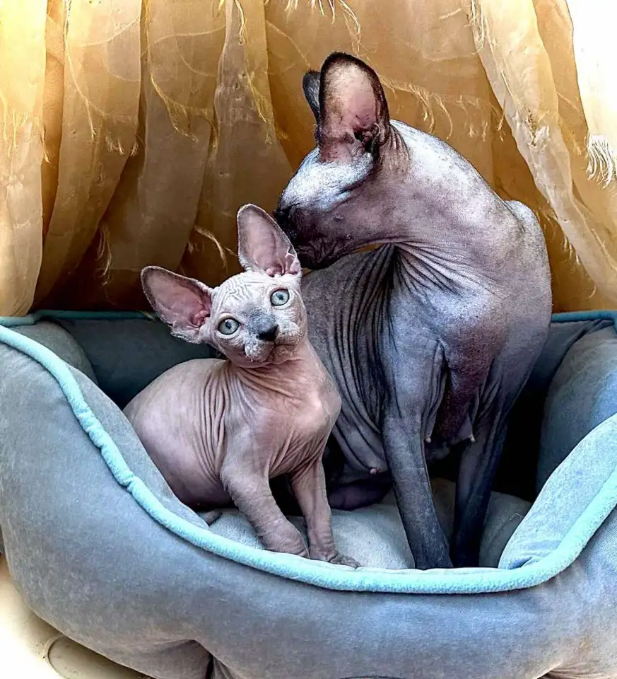 Канадский сфинкс котята, фотография 3