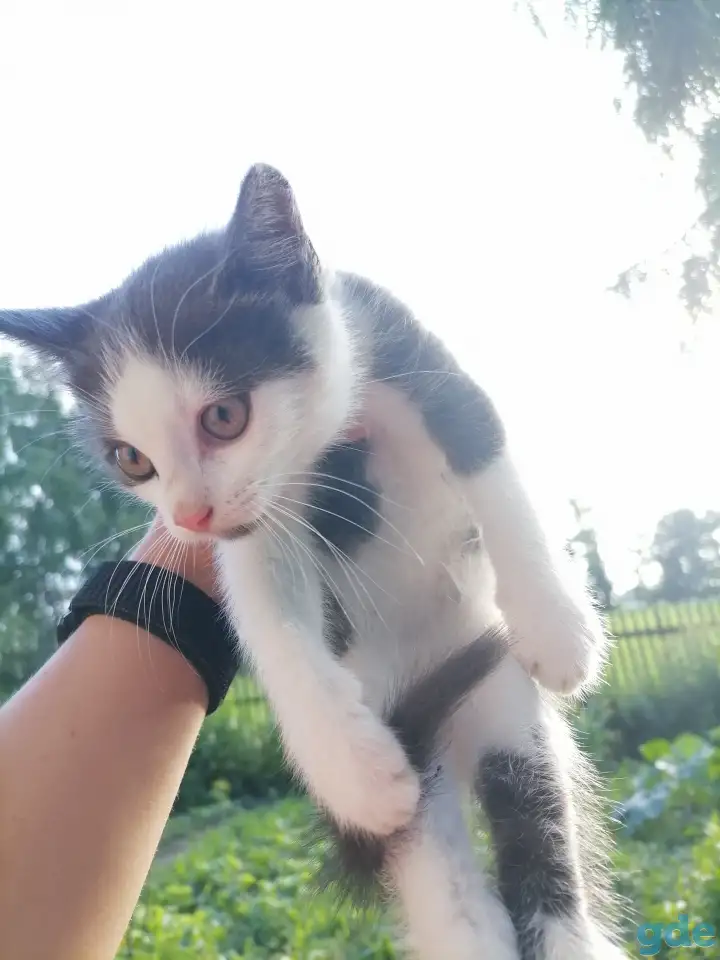 Котята в добрые руки, фотография 3