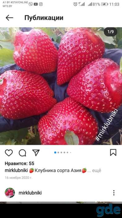 Саженцы клубники по технологии фриго, фотография 1