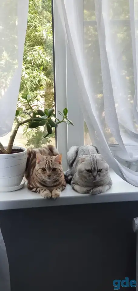 Шотландские котята, фотография 10