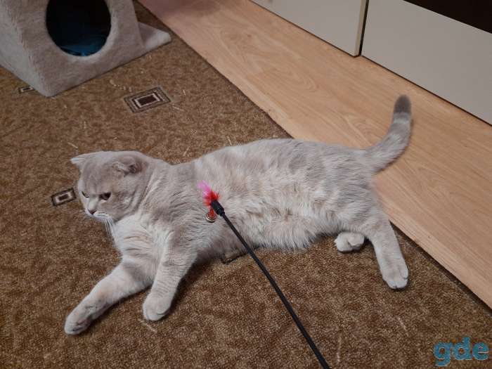Вязка кота, фотография 1