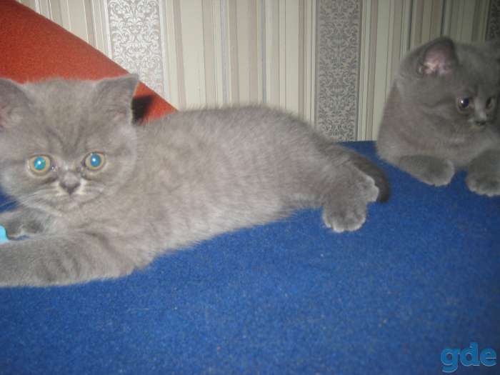 Британские котята, фотография 2