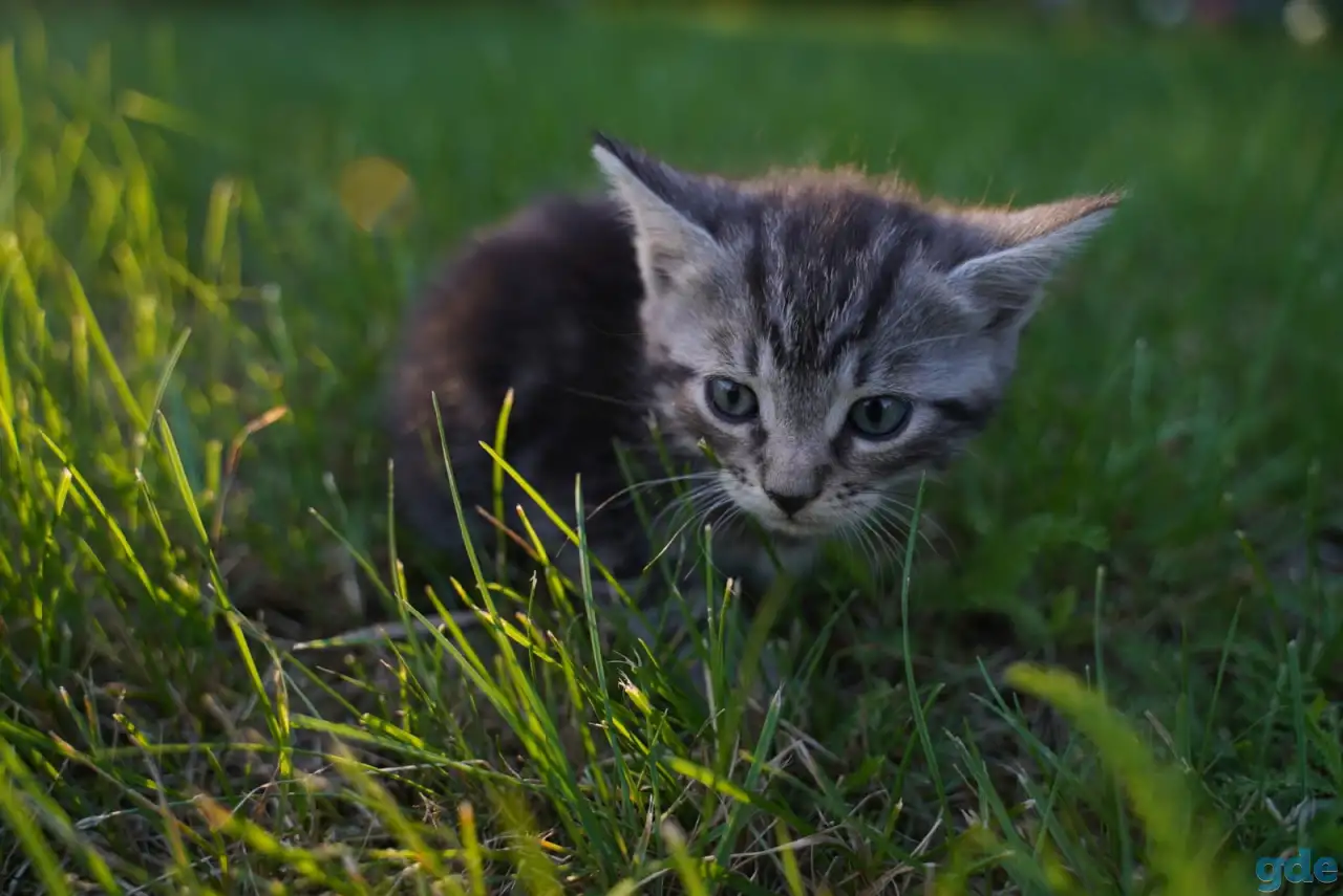 Котята в хорошие руки, фотография 4