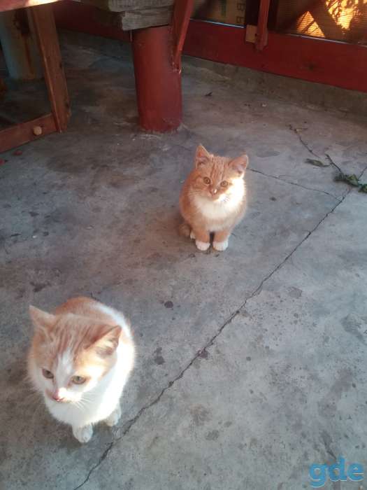 котята, фотография 1