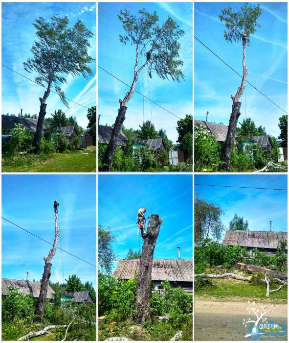 Поможем безопасно спилить аварийное дерево, фотография 2