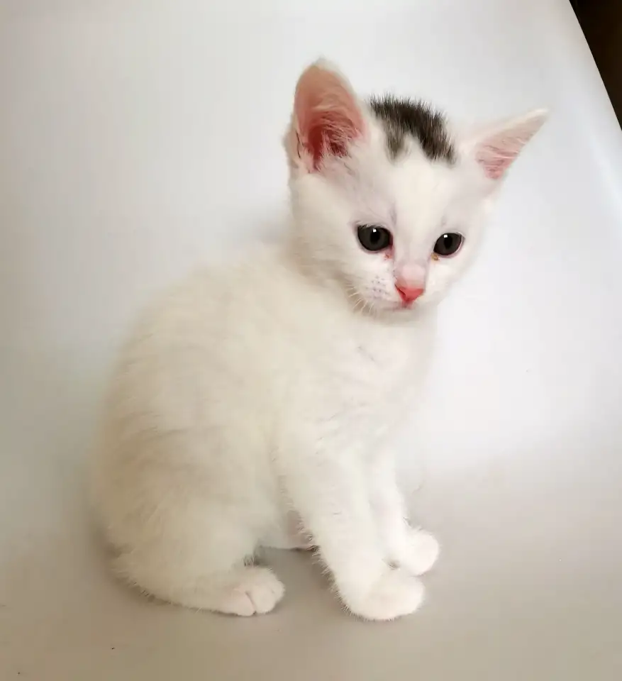 отдам котят, фотография 2
