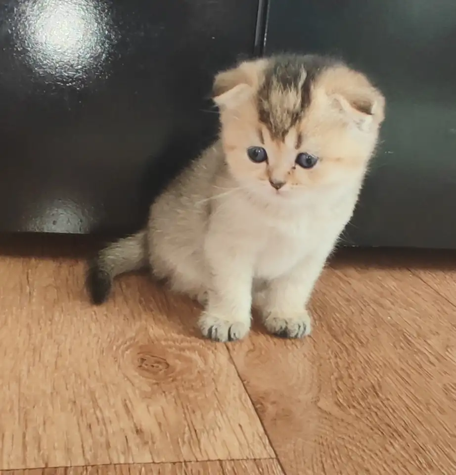 Шотландские котята, фотография 9
