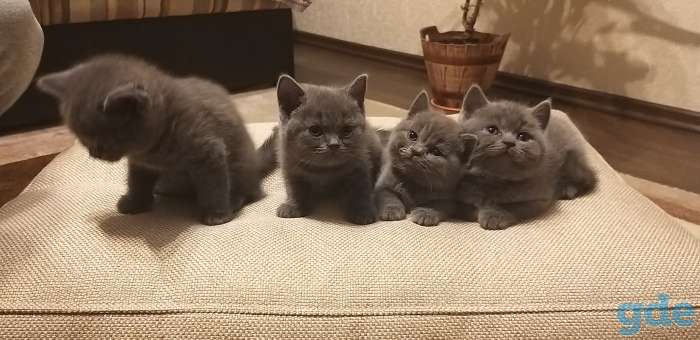 Британские котята, фотография 1