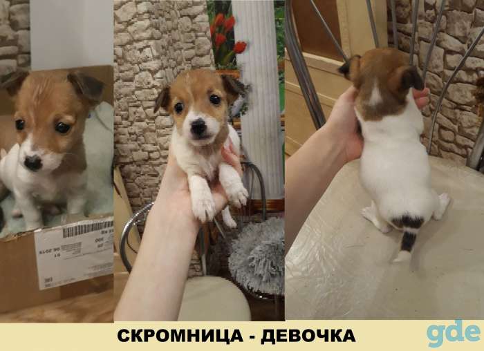 джек рассел, фотография 3