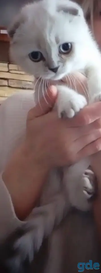 Шотландские котята, фотография 4
