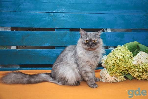 Котик ищет дом, фотография 2