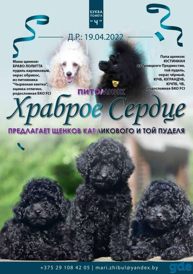 Щенки той пуделя, фотография 1