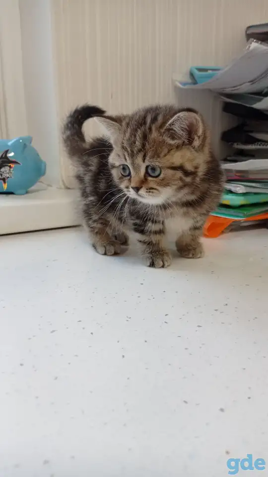 Котята британцы, фотография 1