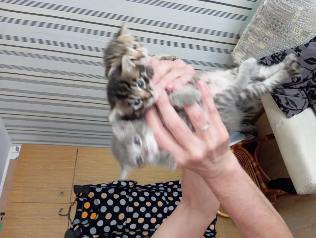 Отдам котят в добрые руки, фотография 4
