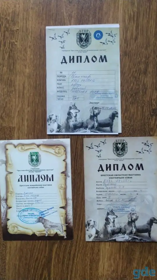 Щенки дратхаара, фотография 5