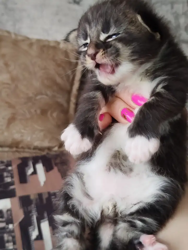 Котята мейн кун, фотография 12