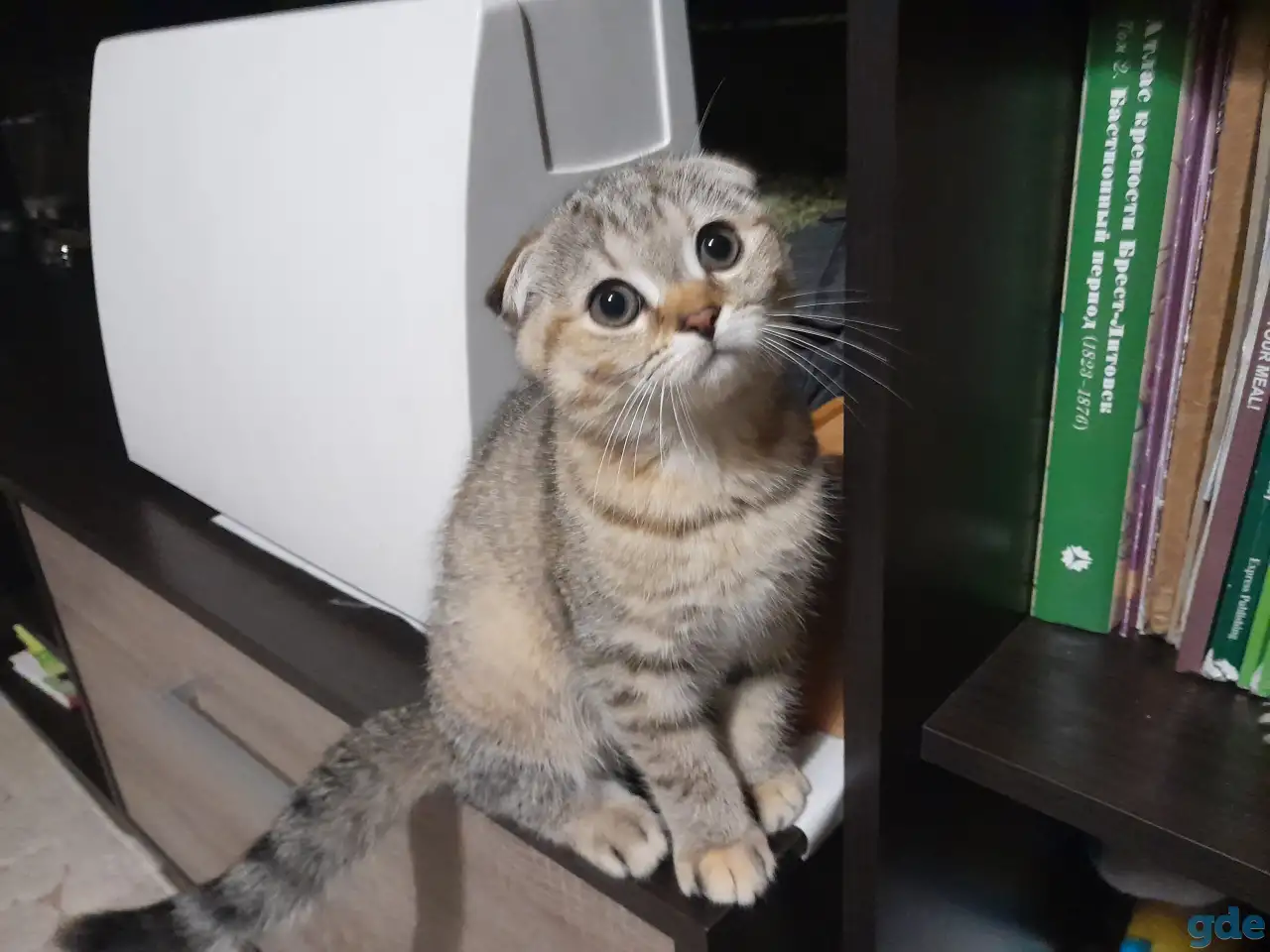 Шотландские котята, фотография 2