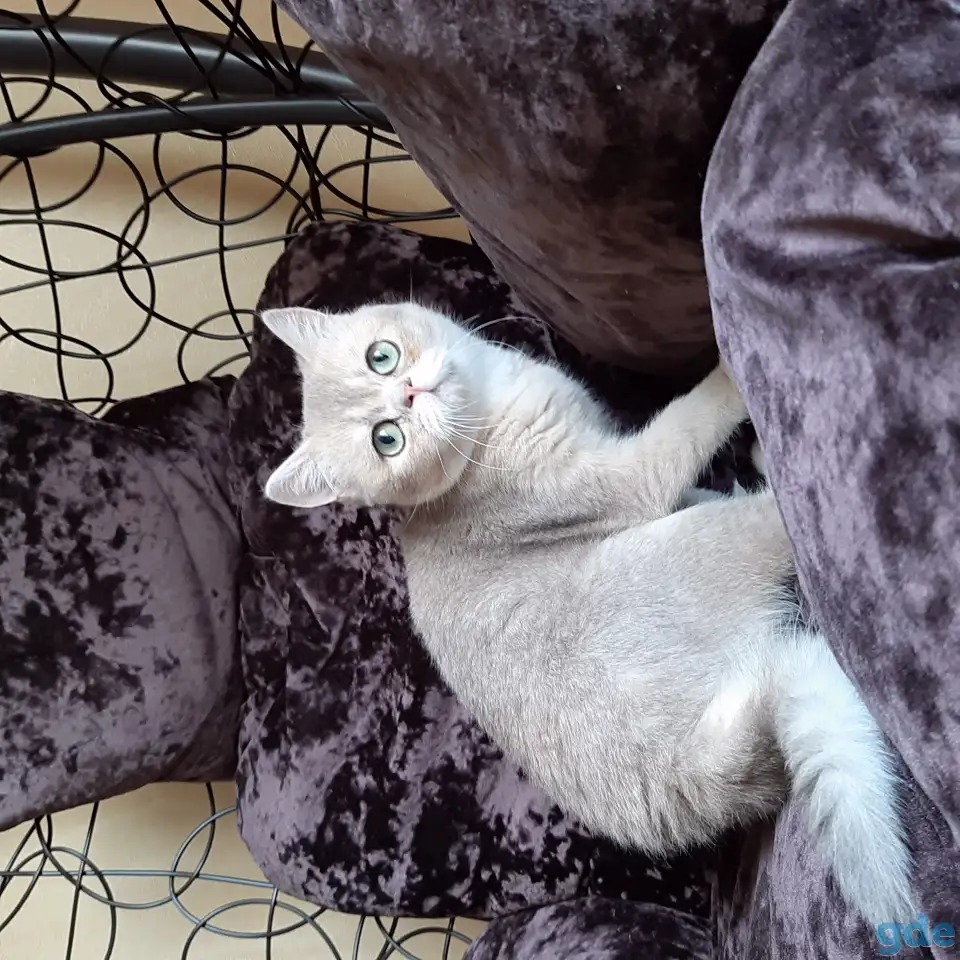 Шотландский кот голубая золотая шиншилла, фотография 5